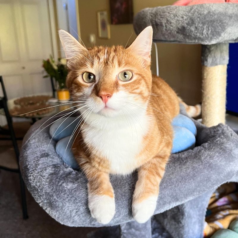 Cat Services Cat Services