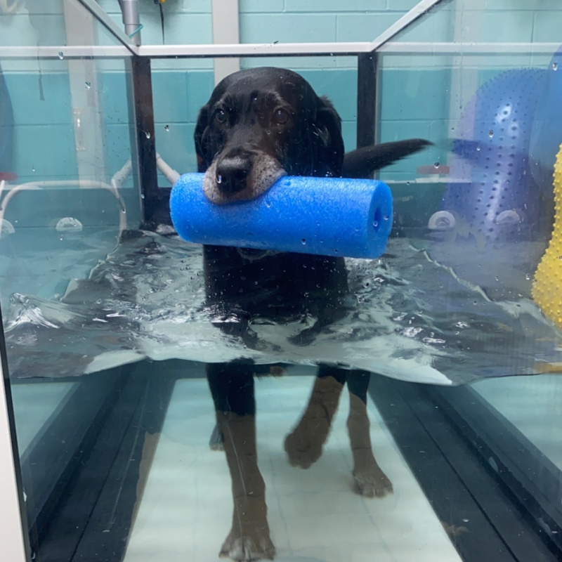 Hydrotherapy and Physical Rehab