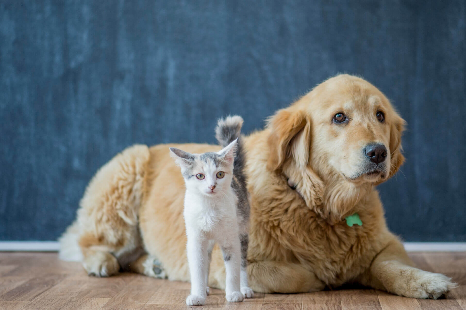 Dogs and cats services at Striegel Animal Hospital
