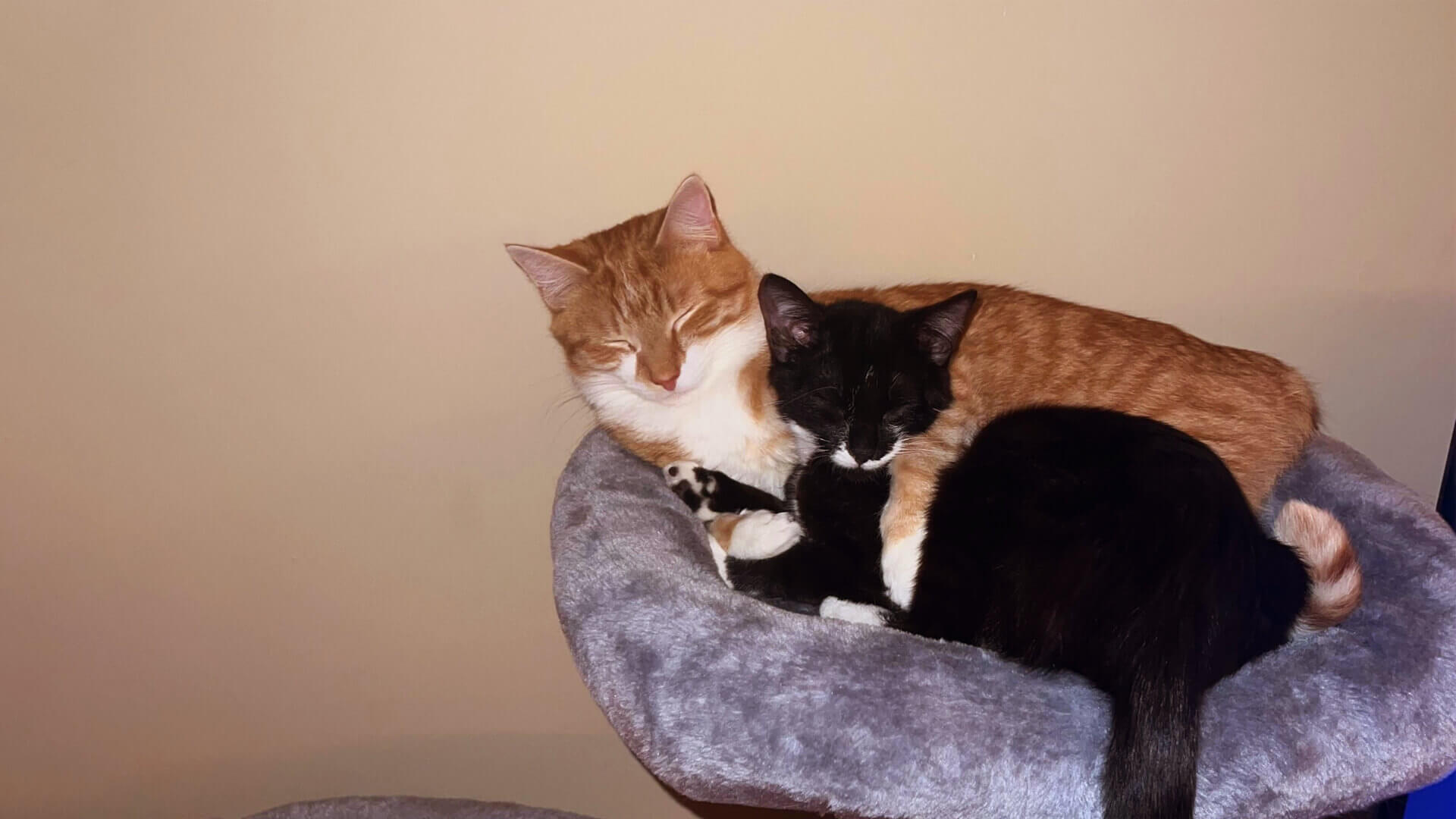 FEAR FREE at Striegel Animal Hospital