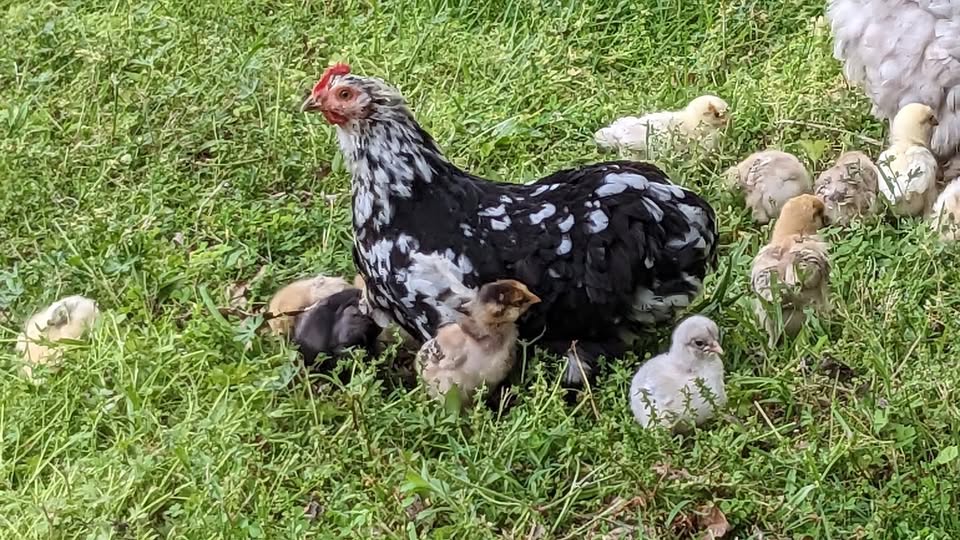 Chickens