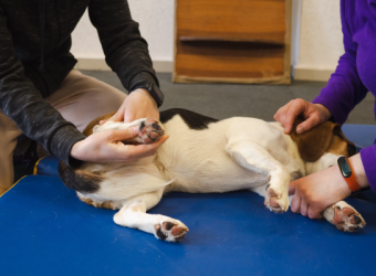 The Importance Of Pet Rehabilitation