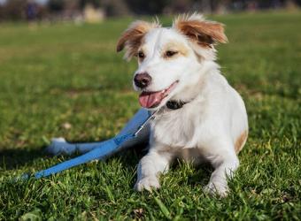 Pet Dental Care