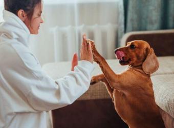 5 Fun Indoor Games to Keep Your Dog Entertained When It's Too Cold Outside