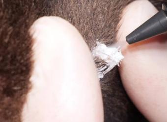 Cryosurgery for Dogs and Cats: An Alternative Option for Treating Lesions and Tumors