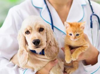 Why An Annual Pet Blood Test Can Be a Lifesaver (And What It Detects)